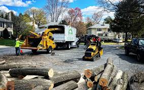 Seasonal Cleanup (Spring/Fall) in Webster, TX