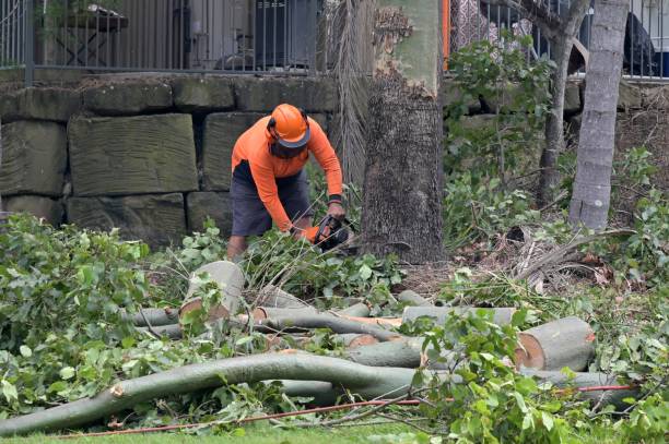 Best Tree Preservation Services  in Webster, TX